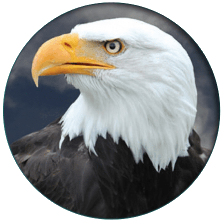 Society of Eagles- Bald Eagles Society Of Eagles Bald Eagles giving