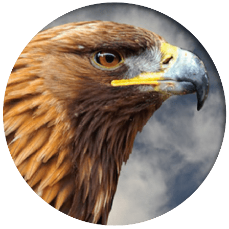 Society of Eagles – Golden Eagles Society Of Eagles Golden Eagles giving