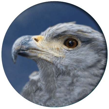 Society of Eagles- Solitary Eagles Society Of Eagles Solitary Eagles giving