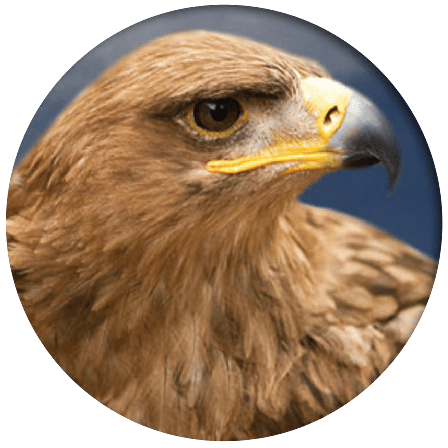 Society of Eagles- Tawny Eagles Society Of Eagles Tawny Eagles giving